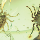 Deinocroton draculi ticks preserved together, both adult males. Credit: Nature Communications; Peñalver et al.